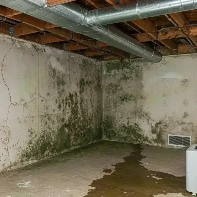 Professional Mold Removal in Applewood, CO